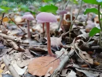 Amethistzwam [Laccaria amethystina]